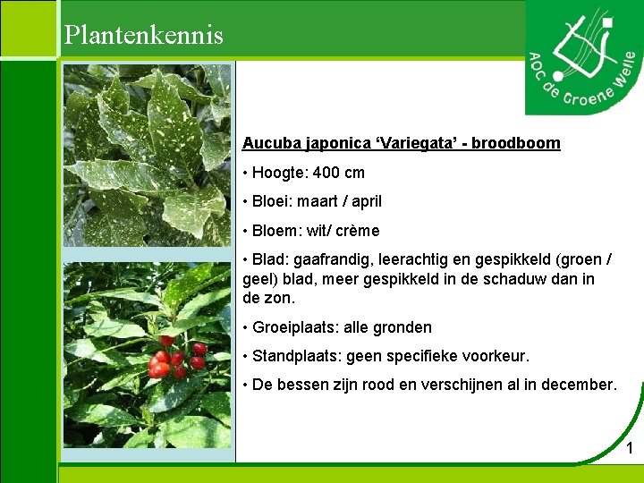 Plantenkennis Aucuba japonica ‘Variegata’ - broodboom • Hoogte: 400 cm • Bloei: maart /