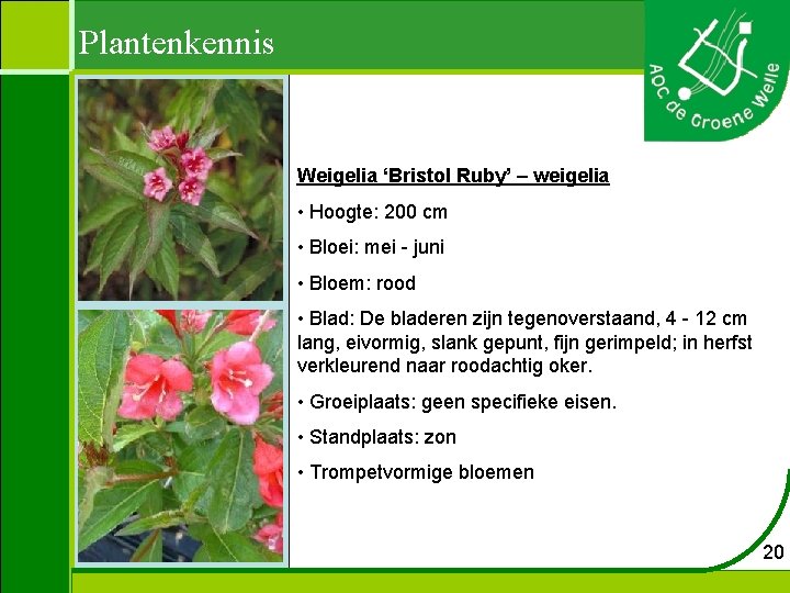 Plantenkennis Weigelia ‘Bristol Ruby’ – weigelia • Hoogte: 200 cm • Bloei: mei -