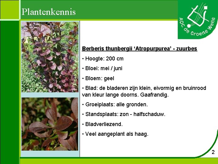 Plantenkennis Berberis thunbergii ‘Atropurpurea’ - zuurbes • Hoogte: 200 cm • Bloei: mei /