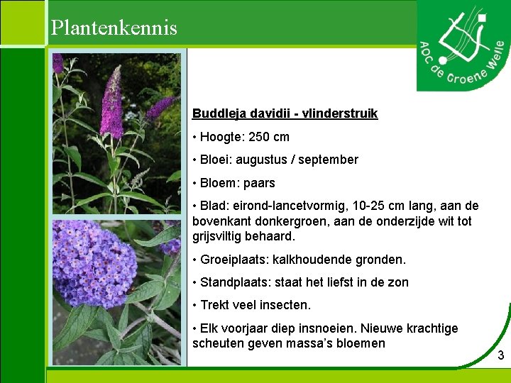 Plantenkennis Buddleja davidii - vlinderstruik • Hoogte: 250 cm • Bloei: augustus / september