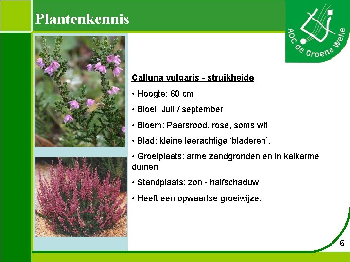 Plantenkennis Calluna vulgaris - struikheide • Hoogte: 60 cm • Bloei: Juli / september