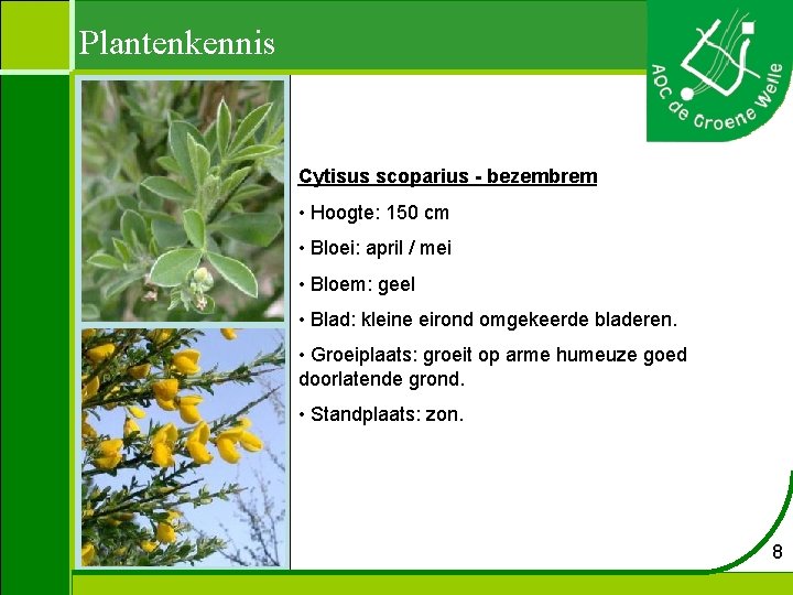 Plantenkennis Cytisus scoparius - bezembrem • Hoogte: 150 cm • Bloei: april / mei