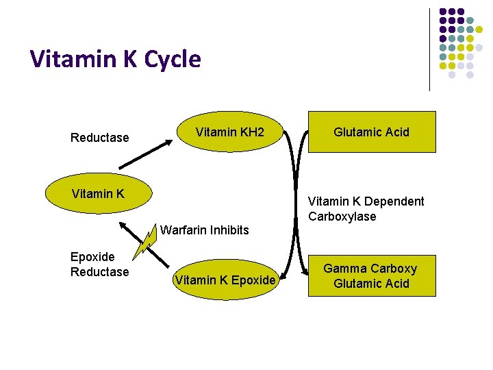 Vitamin K Cycle Reductase Vitamin KH 2 Vitamin K Glutamic Acid Vitamin K Dependent