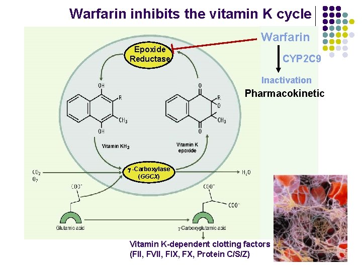 Warfarin inhibits the vitamin K cycle Warfarin Epoxide Reductase CYP 2 C 9 Inactivation