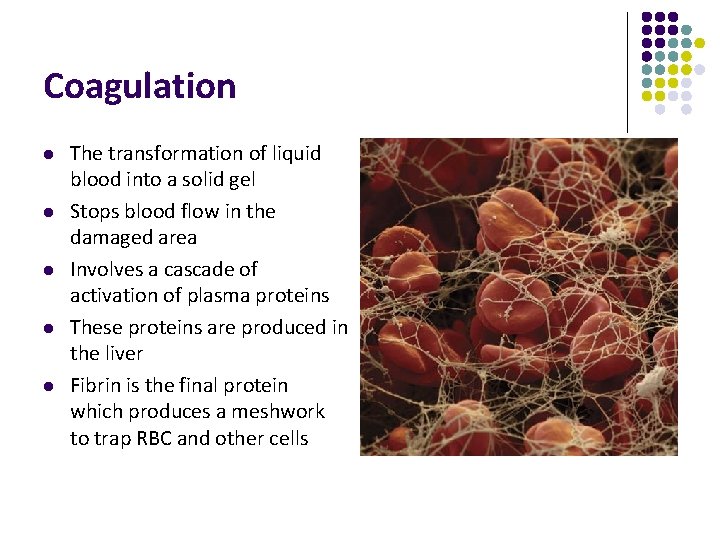 Coagulation l l l The transformation of liquid blood into a solid gel Stops