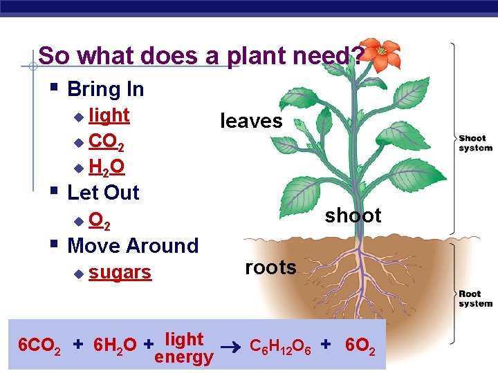 So what does a plant need? § Bring In light u CO 2 u