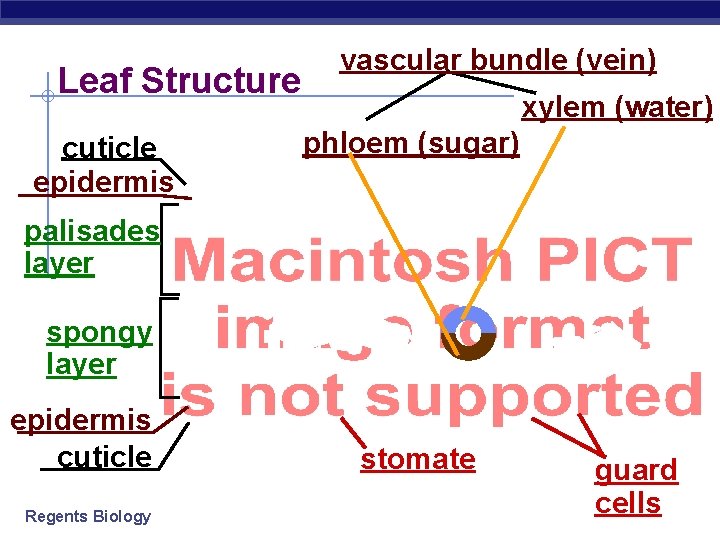 Leaf Structure cuticle epidermis vascular bundle (vein) xylem (water) phloem (sugar) palisades layer spongy
