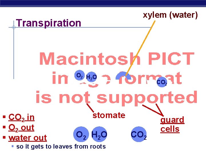 xylem (water) Transpiration O 2 H O 2 § CO 2 in § O