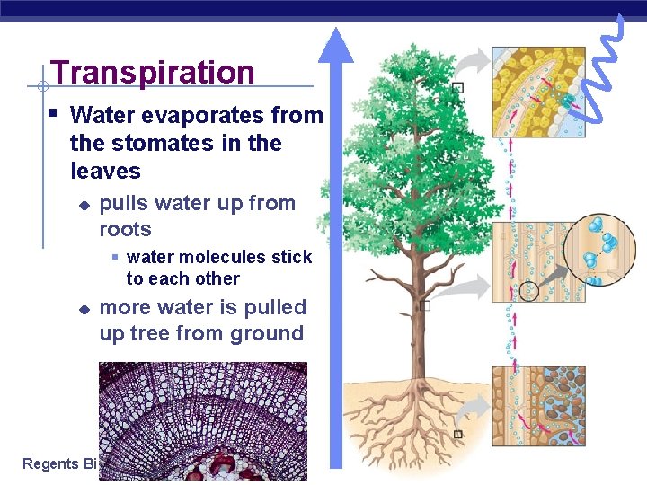 Transpiration § Water evaporates from the stomates in the leaves u pulls water up