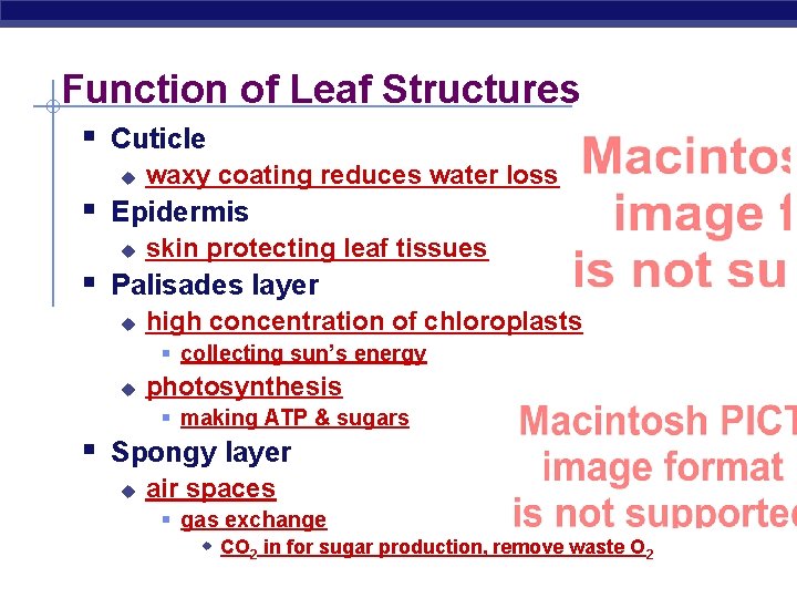 Function of Leaf Structures § Cuticle u waxy coating reduces water loss § Epidermis