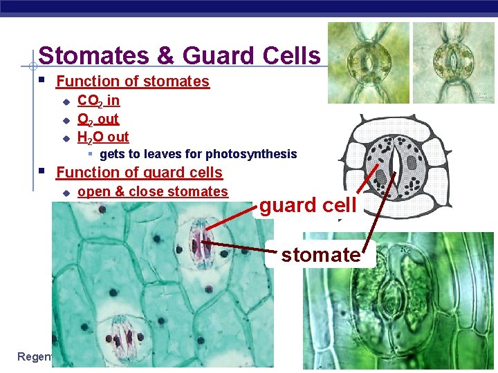 Stomates & Guard Cells § Function of stomates u u u CO 2 in