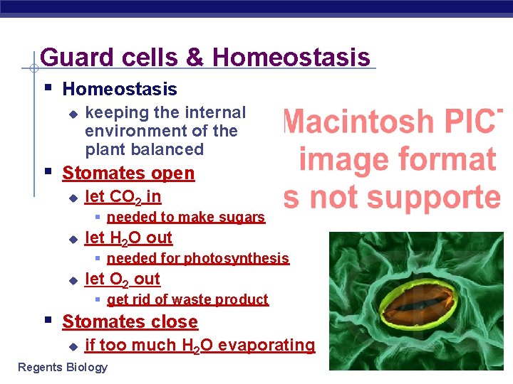 Guard cells & Homeostasis § Homeostasis u keeping the internal environment of the plant