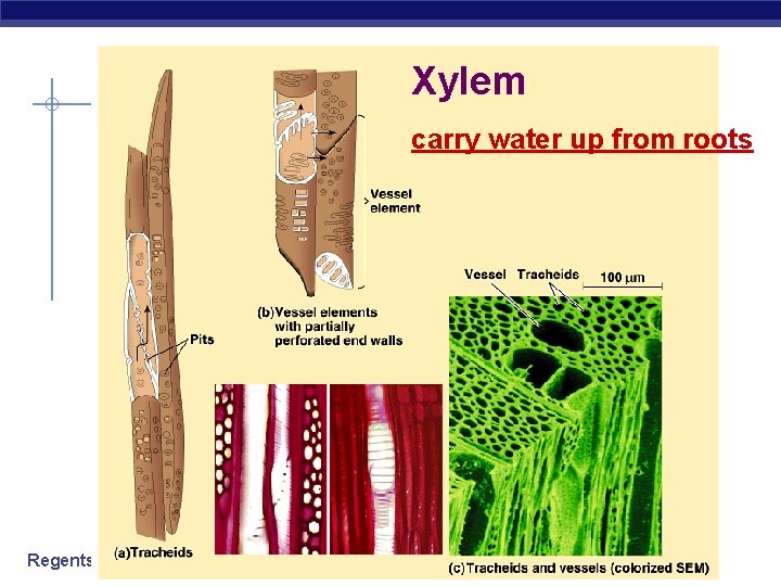 Xylem carry water up from roots Regents Biology 