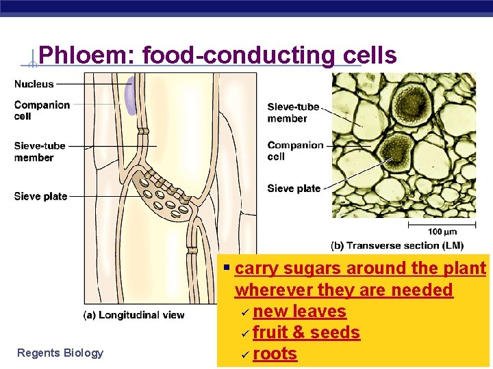 Phloem: food-conducting cells Regents Biology § carry sugars around the plant wherever they are