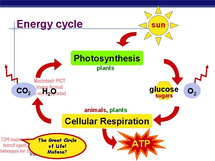 Energy cycle sun Photosynthesis plants CO 2 glucose H 2 O sugars animals, plants