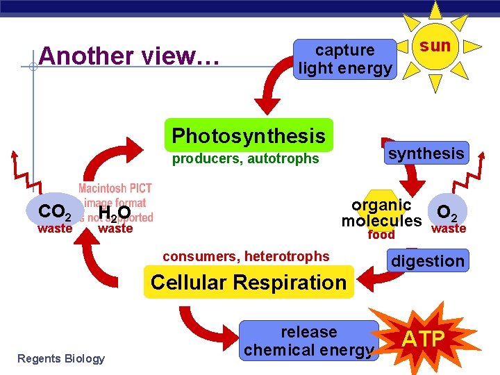 Another view… capture light energy Photosynthesis producers, autotrophs CO 2 waste sun organic O