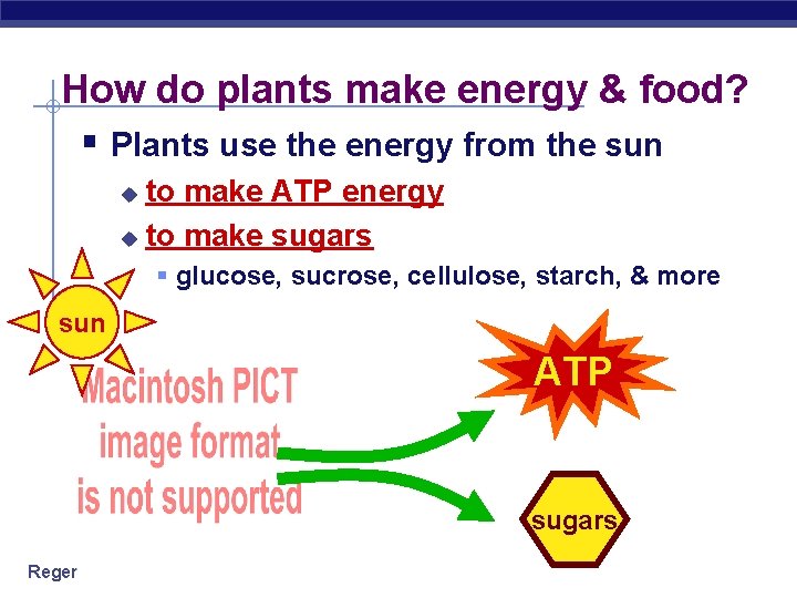 How do plants make energy & food? § Plants use the energy from the