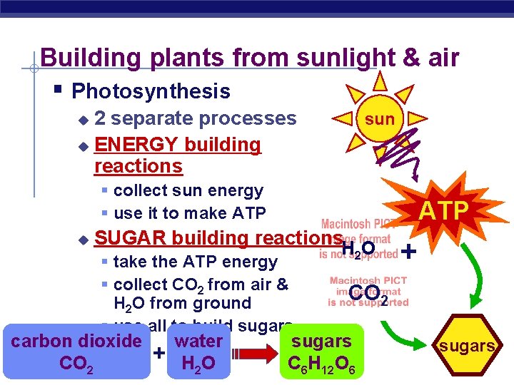 Building plants from sunlight & air § Photosynthesis 2 separate processes u ENERGY building