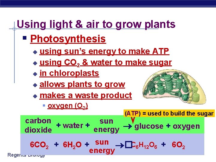 Using light & air to grow plants § Photosynthesis using sun’s energy to make