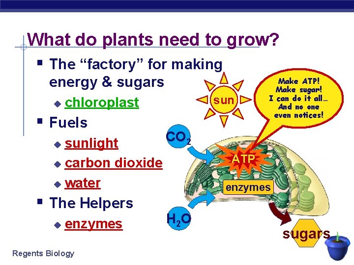 What do plants need to grow? § The “factory” for making energy & sugars