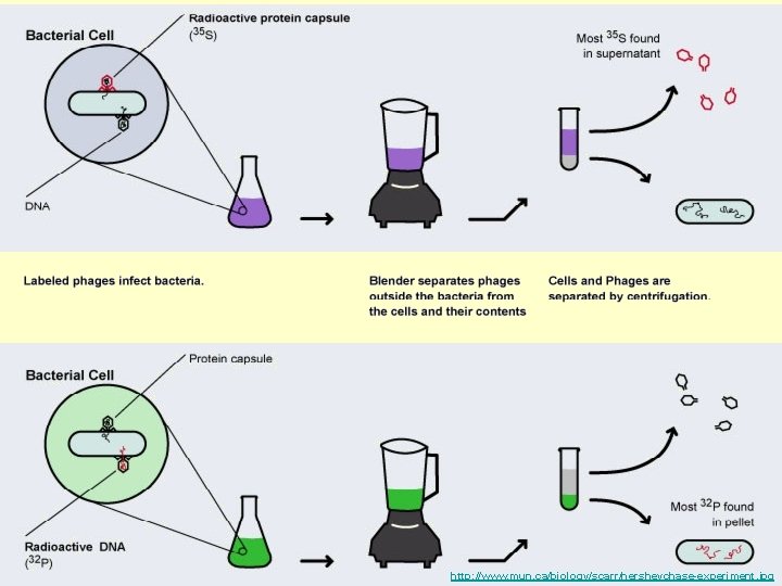 http: //www. mun. ca/biology/scarr/hersheychase-experiment. jpg 