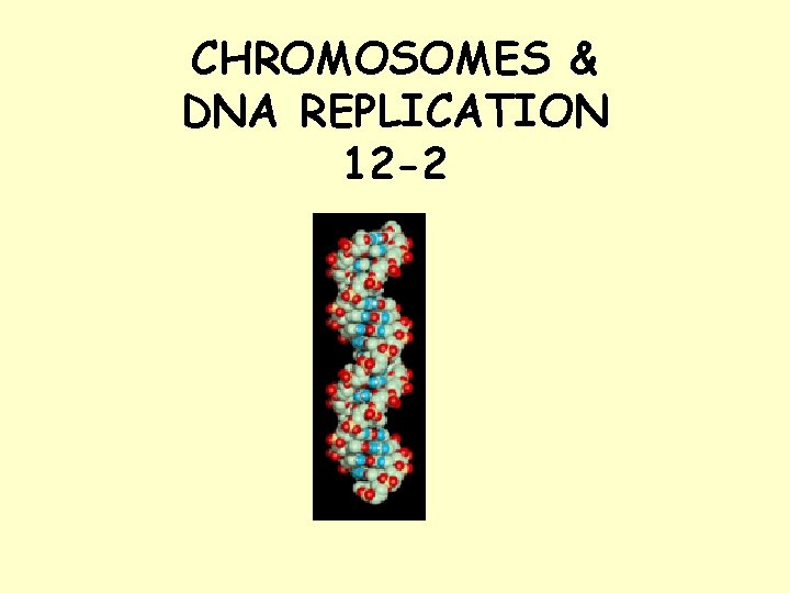 CHROMOSOMES & DNA REPLICATION 12 -2 