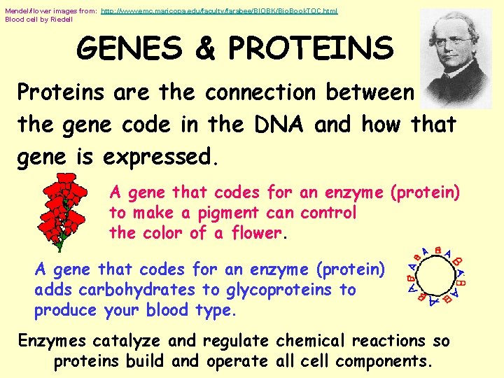 Mendel/flower images from: http: //www. emc. maricopa. edu/faculty/farabee/BIOBK/Bio. Book. TOC. html Blood cell by