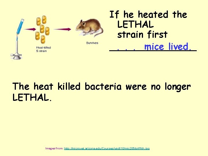 If he heated the LETHAL strain first. . . mice lived. ________ The heat
