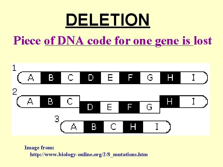 DELETION ____________________ Piece of DNA code for one gene is lost Image from: http: