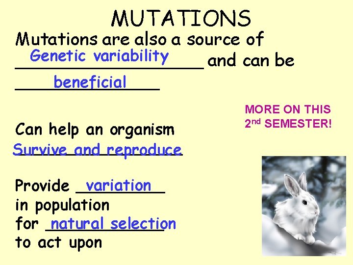 MUTATIONS Mutations are also a source of Genetic variability _________ and can be beneficial