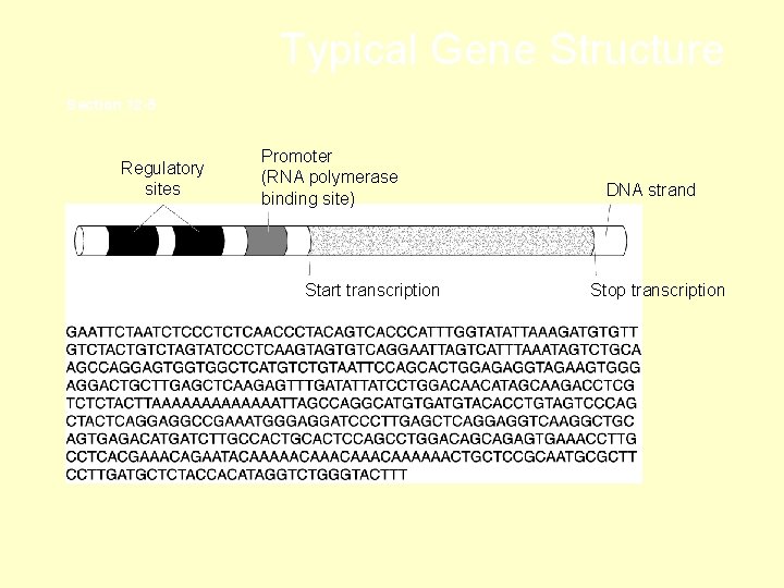 Typical Gene Structure Section 12 -5 Regulatory sites Promoter (RNA polymerase binding site) Start