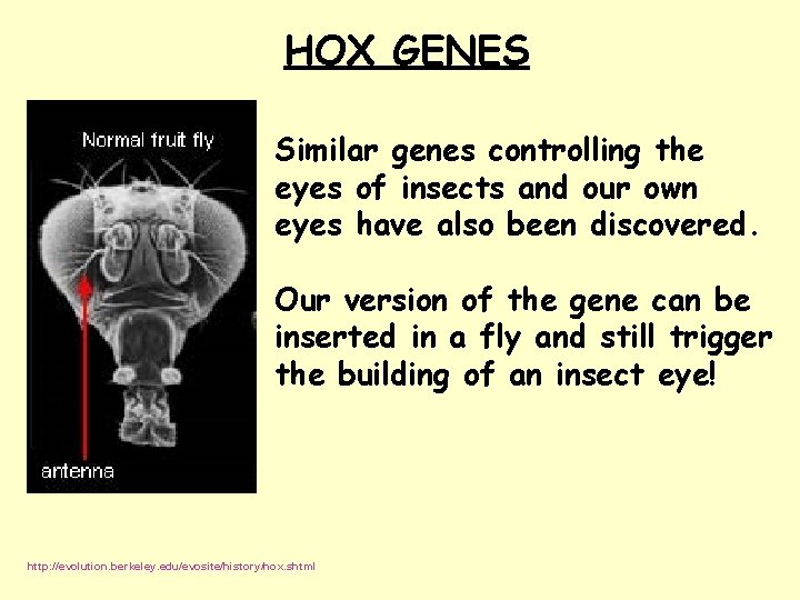 HOX GENES Similar genes controlling the eyes of insects and our own eyes have