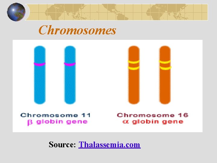 Chromosomes Source: Thalassemia. com 
