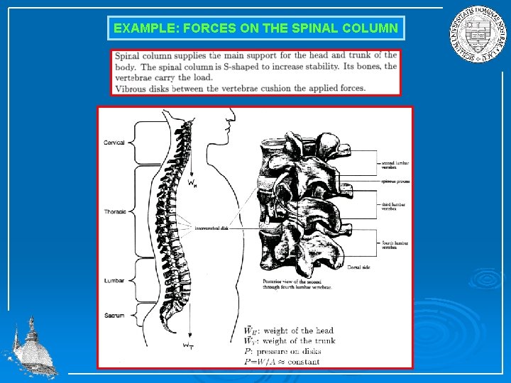 EXAMPLE: FORCES ON THE SPINAL COLUMN 