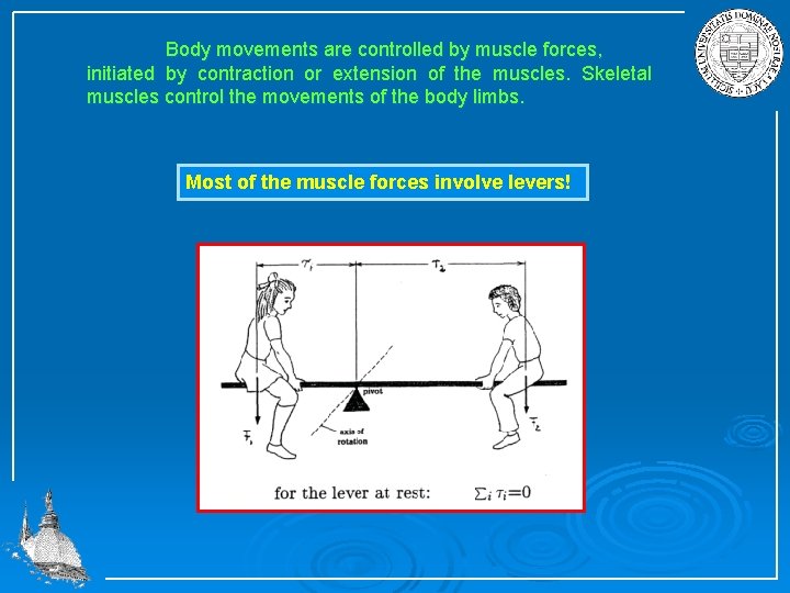 Body movements are controlled by muscle forces, initiated by contraction or extension of the