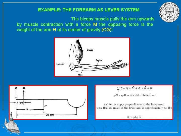 EXAMPLE: THE FOREARM AS LEVER SYSTEM The biceps muscle pulls the arm upwards by