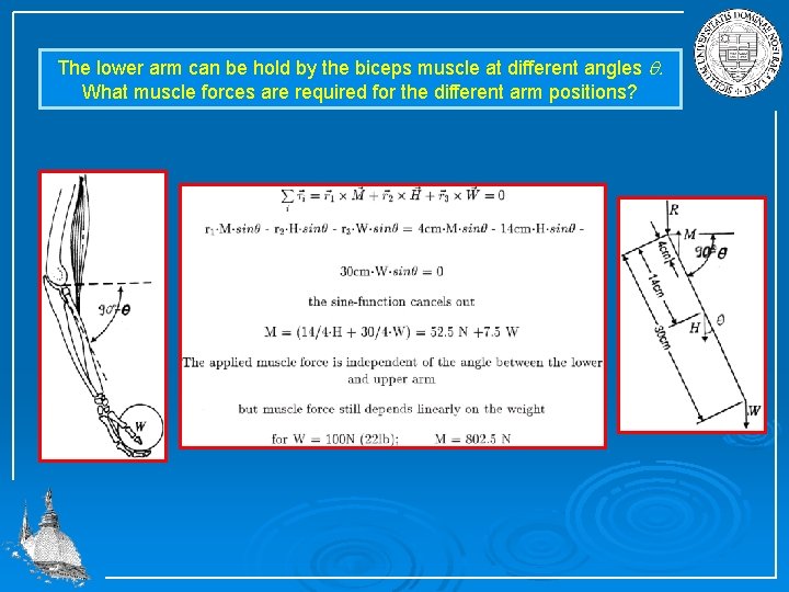 The lower arm can be hold by the biceps muscle at different angles q.