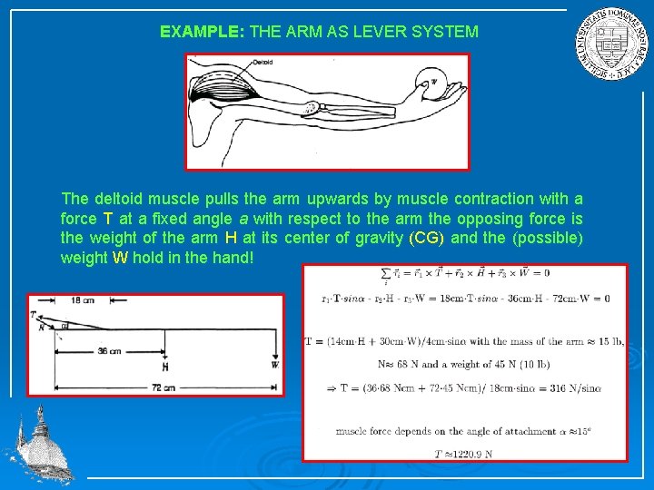 EXAMPLE: THE ARM AS LEVER SYSTEM The deltoid muscle pulls the arm upwards by