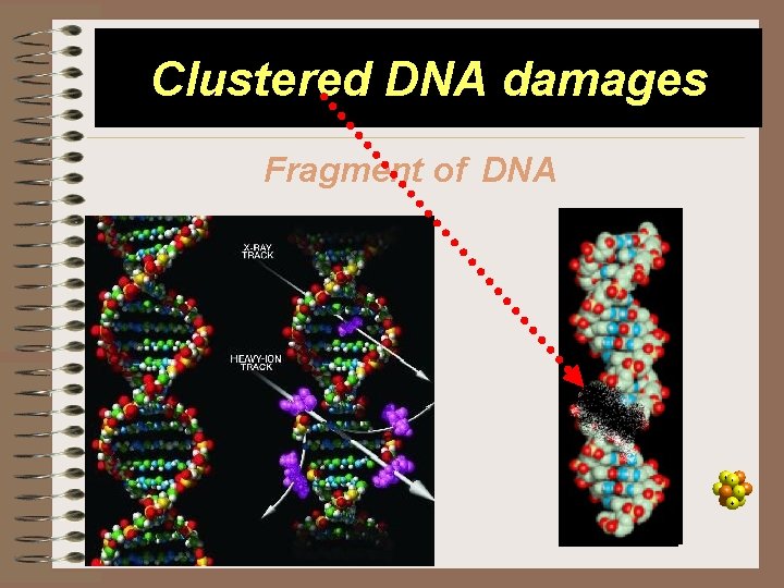 Clustered DNA damages Fragment of DNA 14 