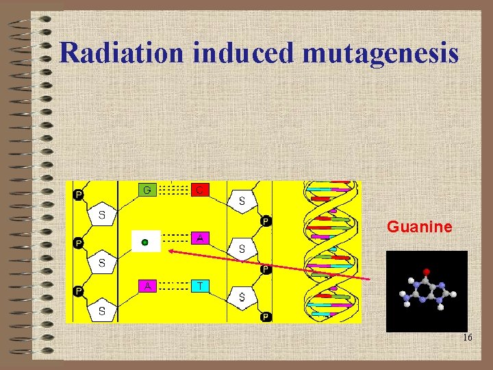Radiation induced mutagenesis Guanine 16 