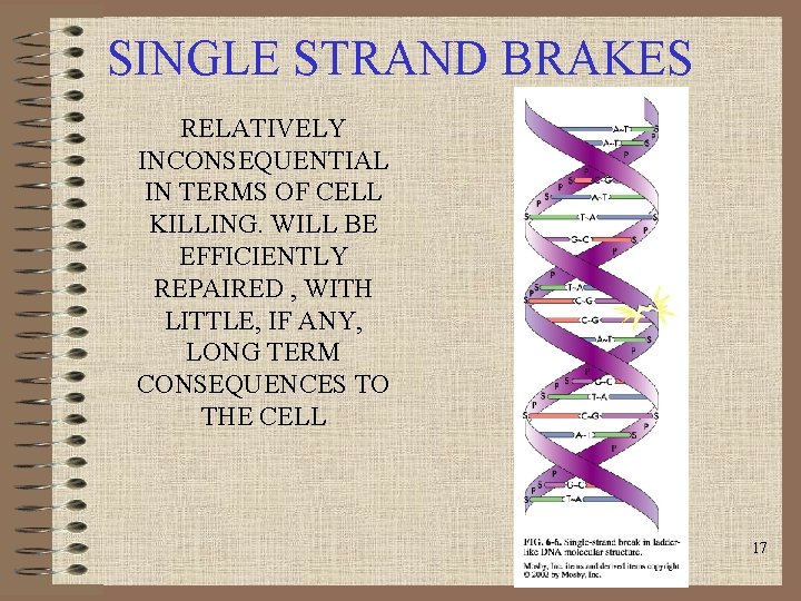 SINGLE STRAND BRAKES RELATIVELY INCONSEQUENTIAL IN TERMS OF CELL KILLING. WILL BE EFFICIENTLY REPAIRED