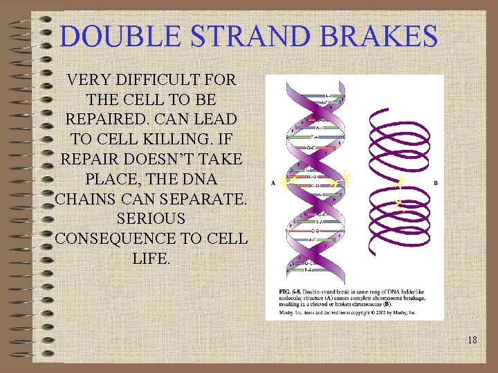 DOUBLE STRAND BRAKES VERY DIFFICULT FOR THE CELL TO BE REPAIRED. CAN LEAD TO