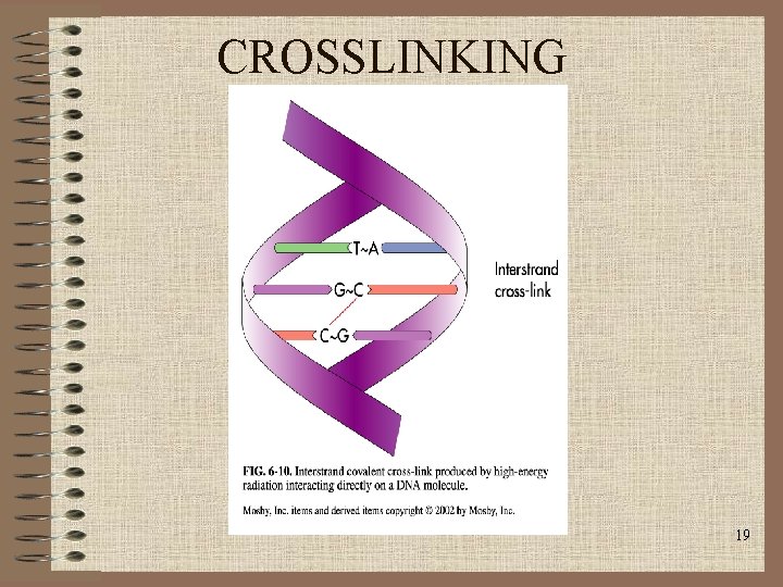 CROSSLINKING 19 