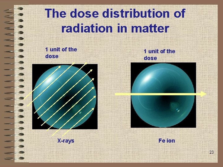 The dose distribution of radiation in matter 1 unit of the dose X-rays 1