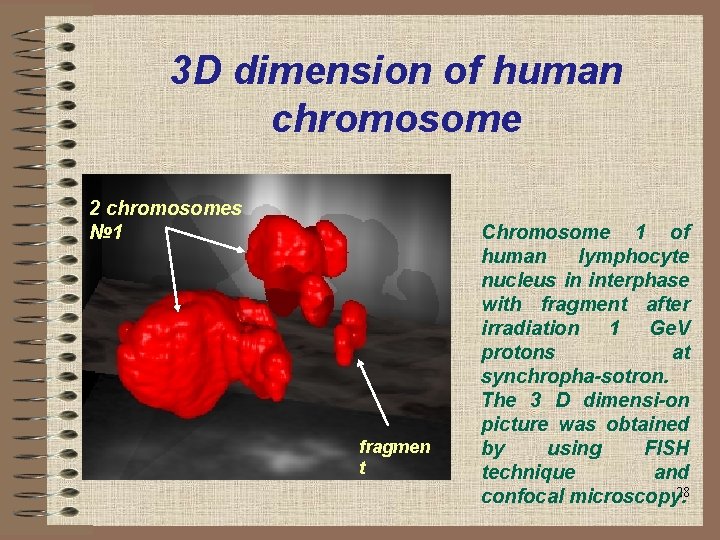 3 D dimension of human chromosome 2 chromosomes № 1 fragmen t Chromosome 1