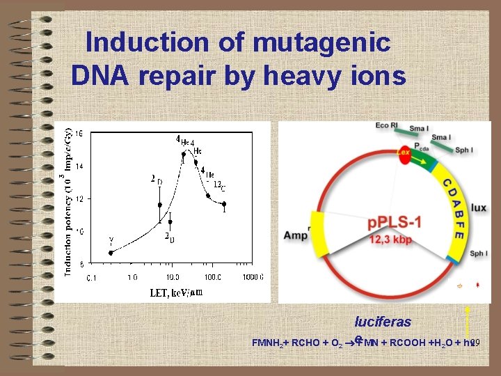 Induction of mutagenic DNA repair by heavy ions luciferas FMNH 2+ RCHO + O