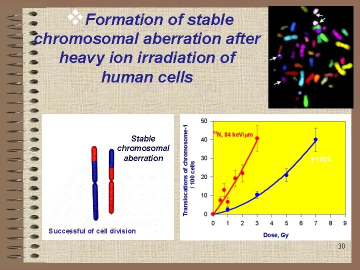 v. Formation of stable chromosomal aberration after heavy ion irradiation of human cells Stable