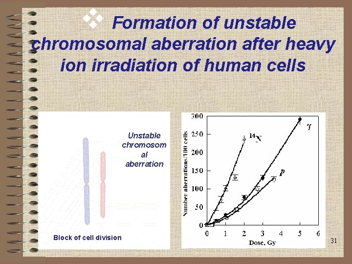 v Formation of unstable chromosomal aberration after heavy ion irradiation of human cells Unstable