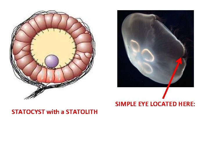 STATOCYST with a STATOLITH SIMPLE EYE LOCATED HERE: 