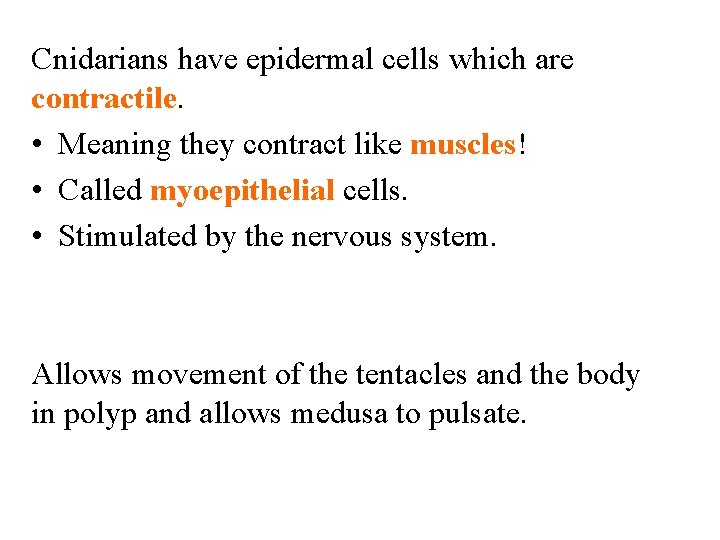 Cnidarians have epidermal cells which are contractile. • Meaning they contract like muscles! •